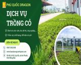 Cỏ nhung Nhật giá tốt Ở KCN Đồng Nai, Nhơn Trạch, Long Thành