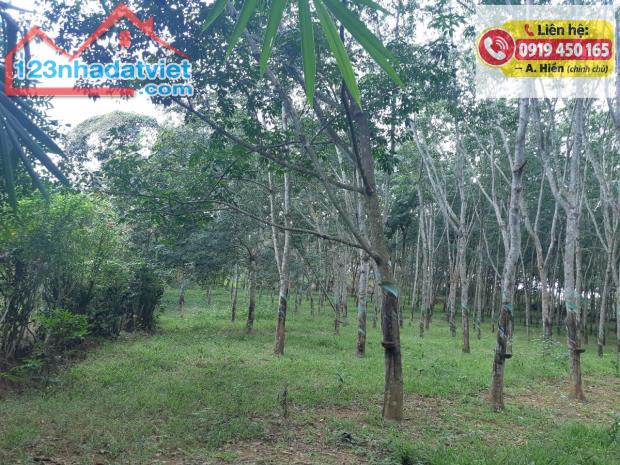 Đất cao su 13.202m² – Chính chủ tại Đồng Nai - 3