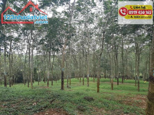 Đất cao su 13.202m² – Chính chủ tại Đồng Nai - 4